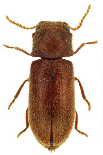 Réf. 366 080 : Metholcus phoenicis